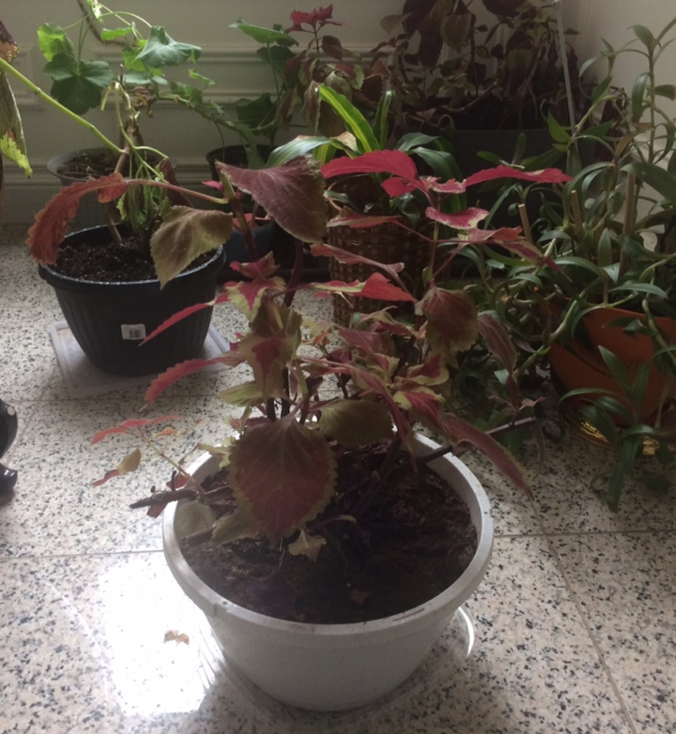 Solenostemon plant - photo 3
