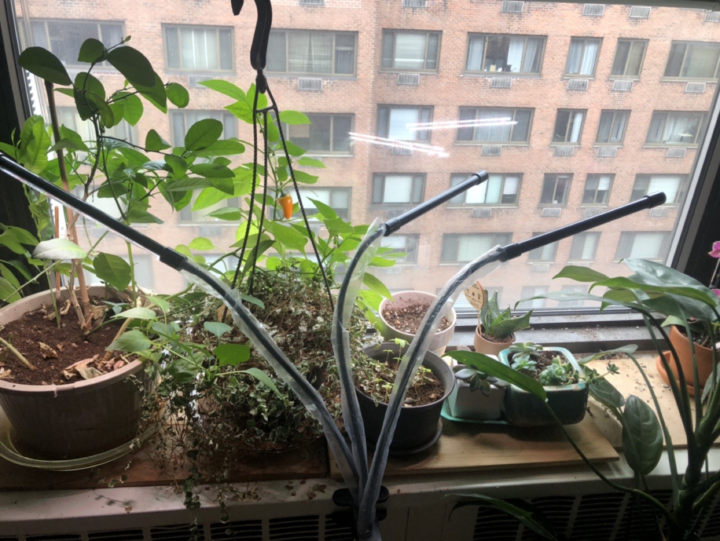 Plant Growing Led light - photo 4
