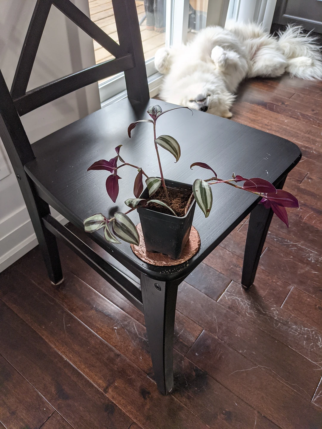 Wandering Jew Plant - photo 3