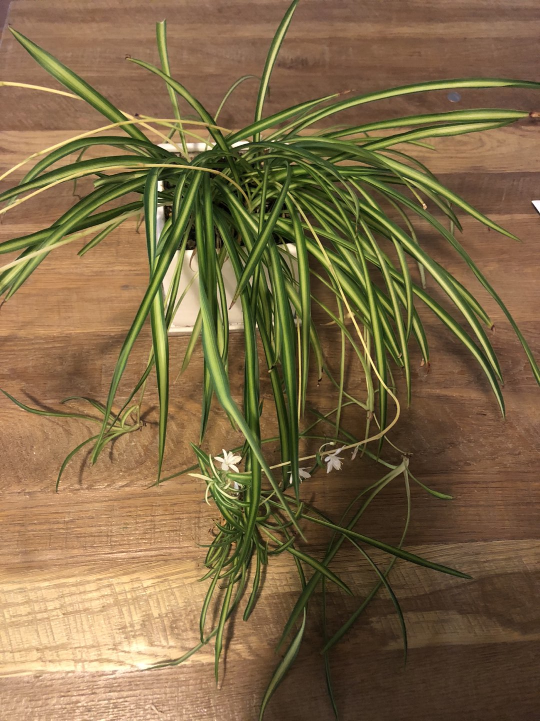 Beautiful Spider Plant with nice white pot - photo 2