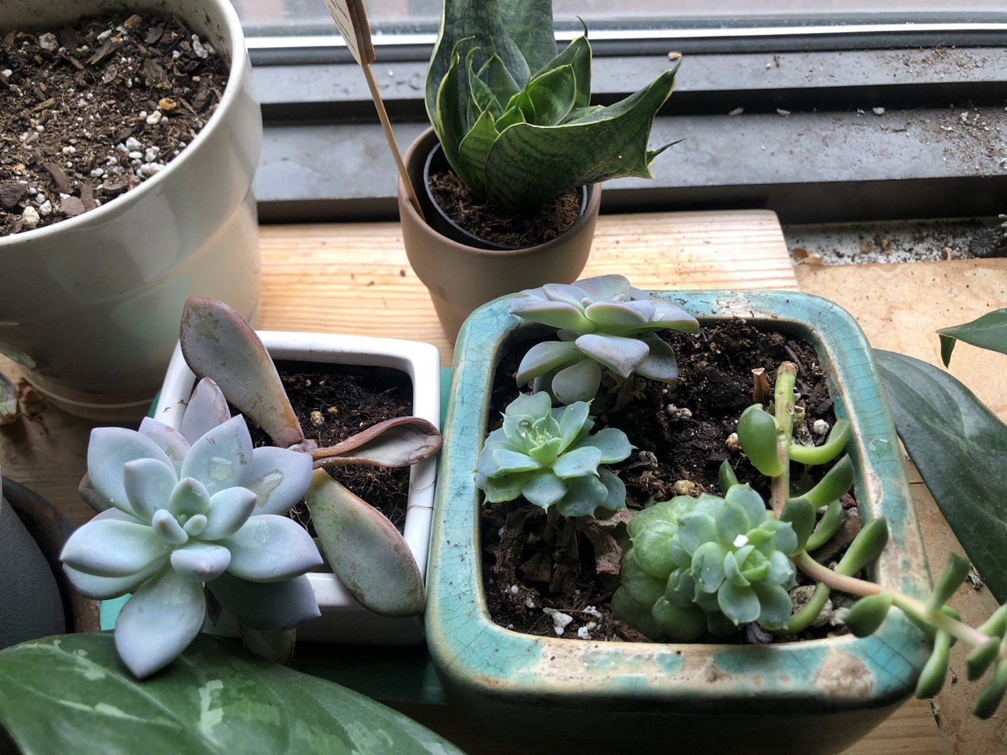 Beautiful Succulents plants