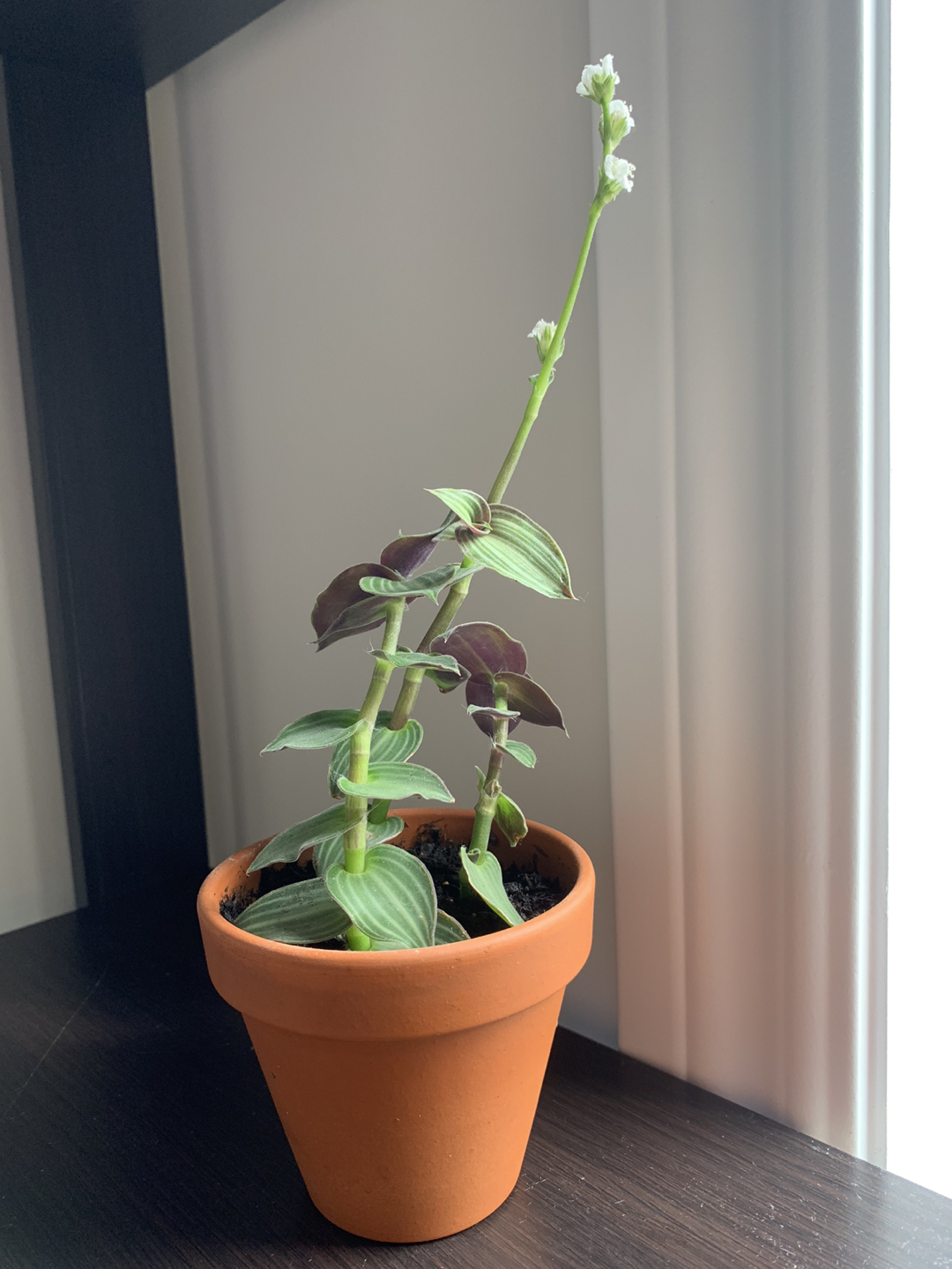 Striped Inch plant thumbnail