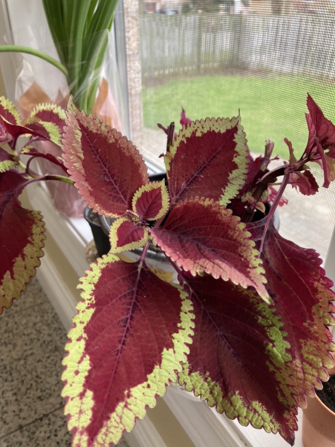 Solenostemon plant - photo 4