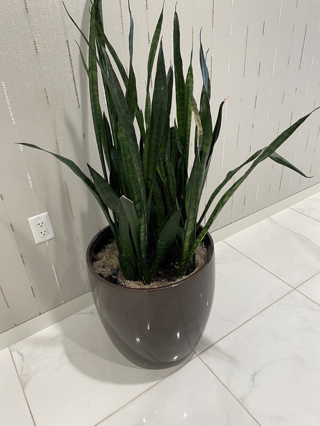 Flowerpot Bigsize