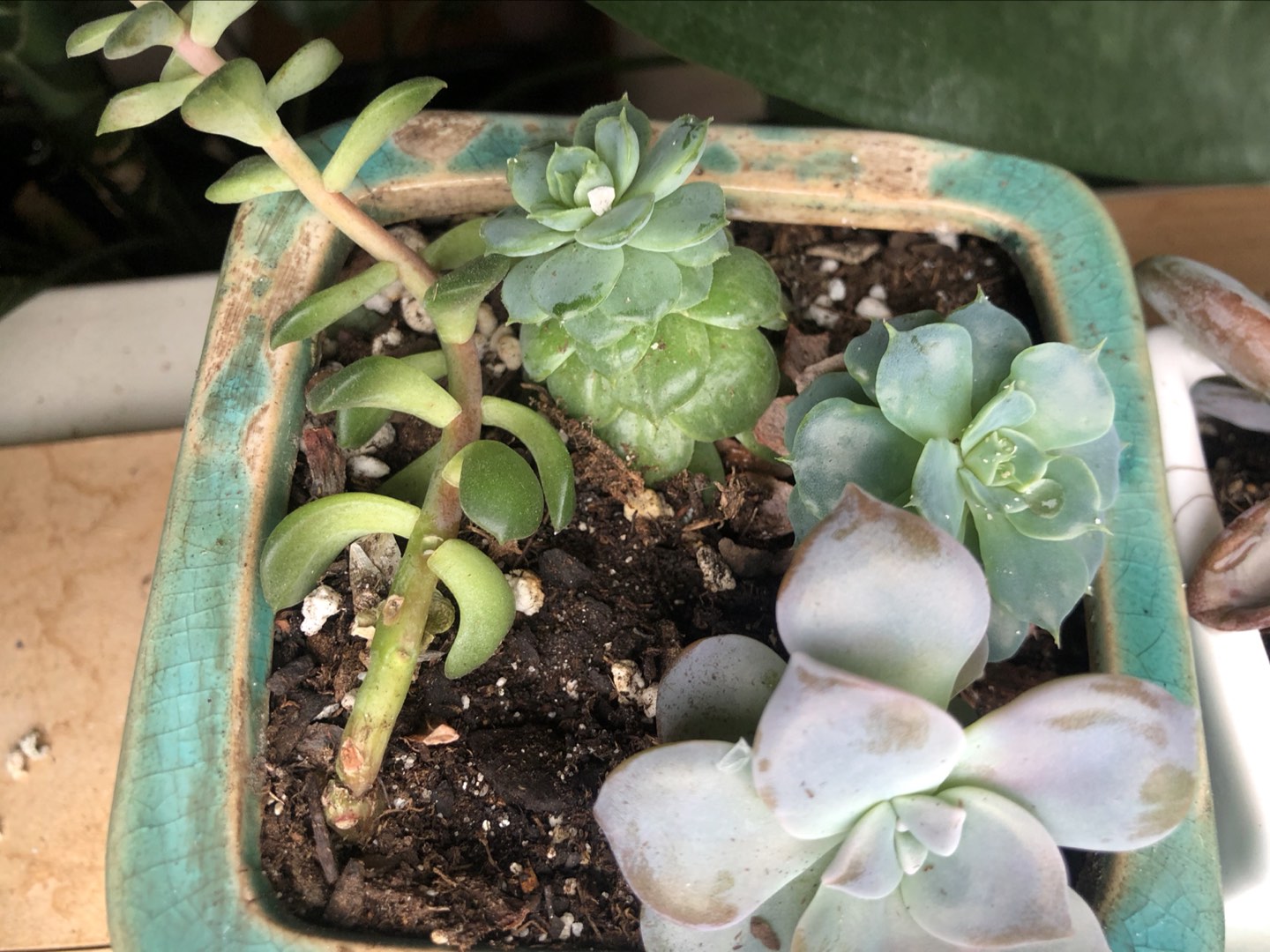Beautiful Succulents plants - photo 4