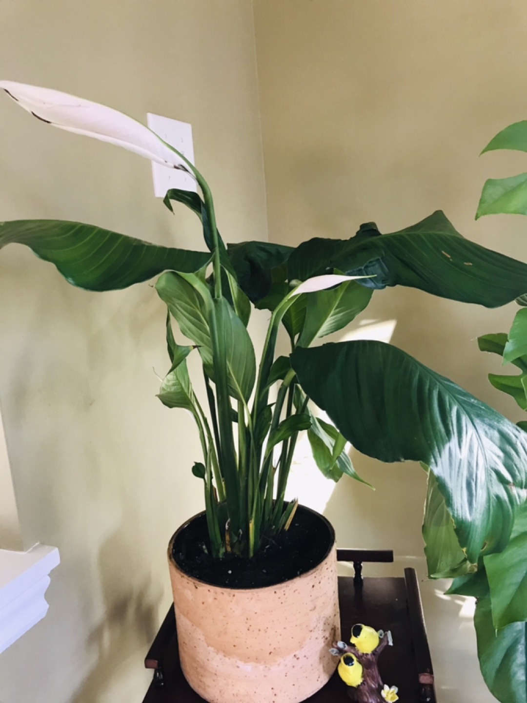 Peace lily  thumbnail