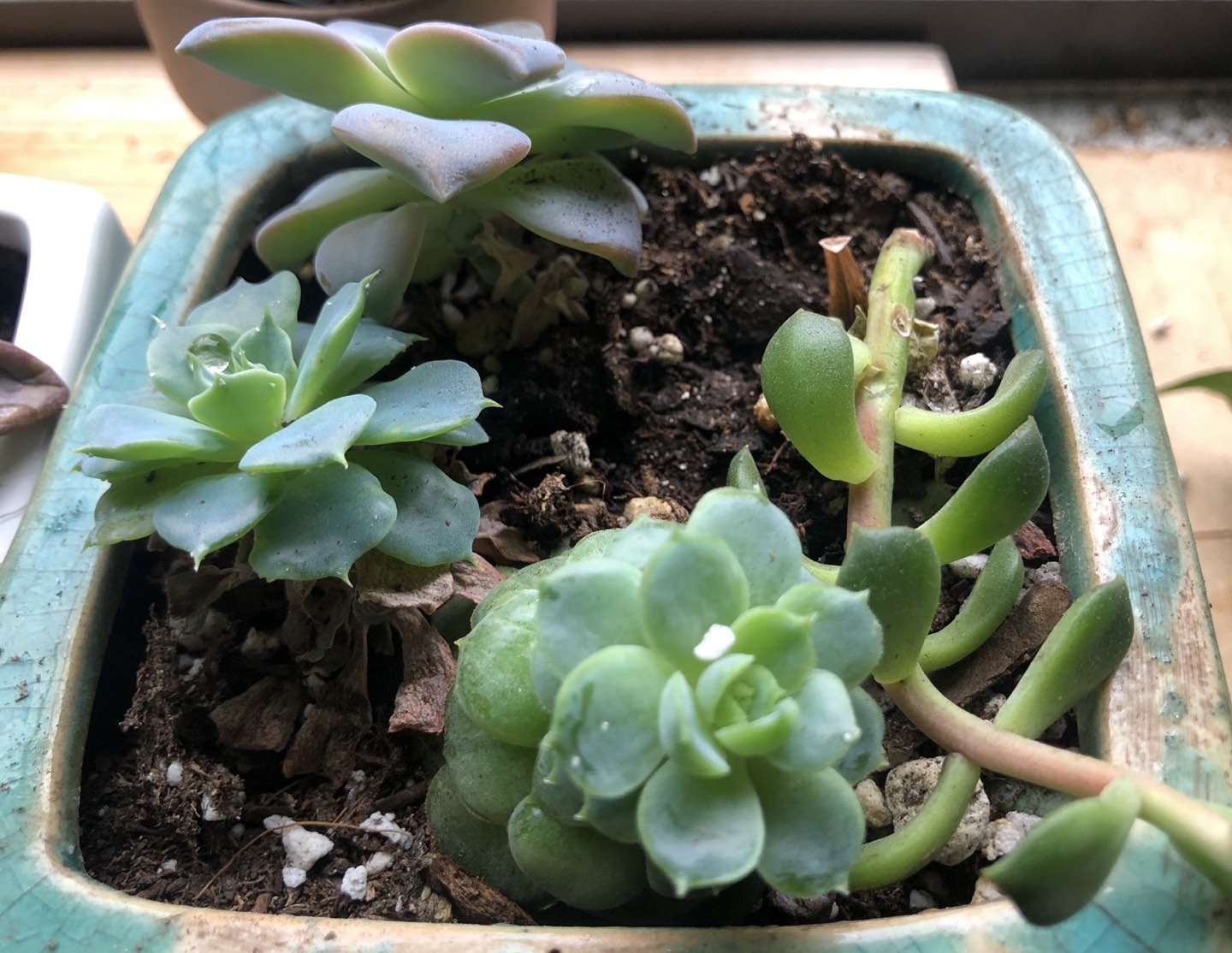 Beautiful Succulents plants - photo 3