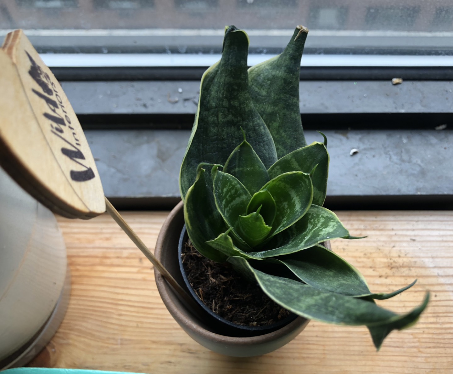 Beautiful Succulents plants - photo 5