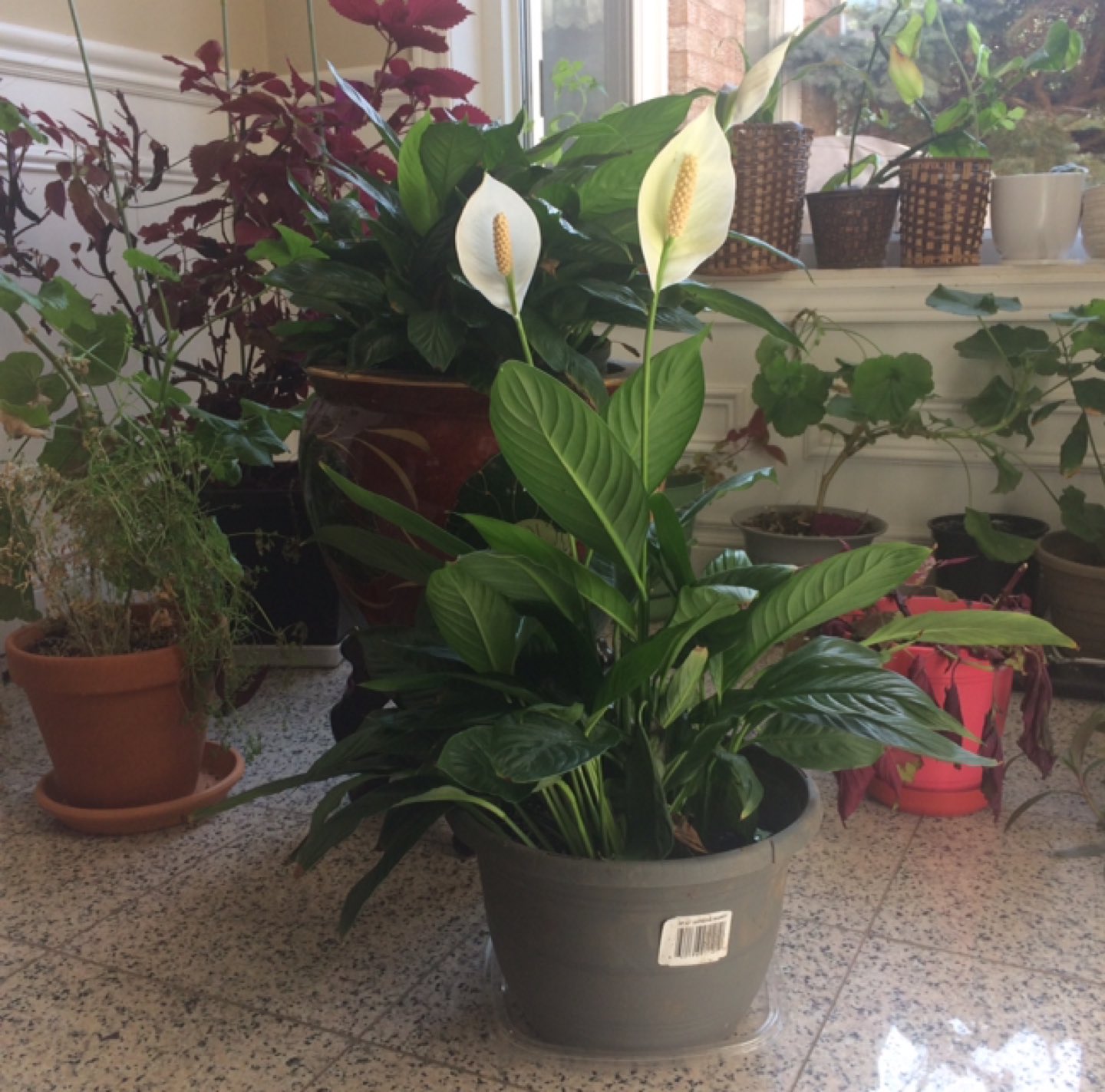 Spathiphyllum  - photo 3