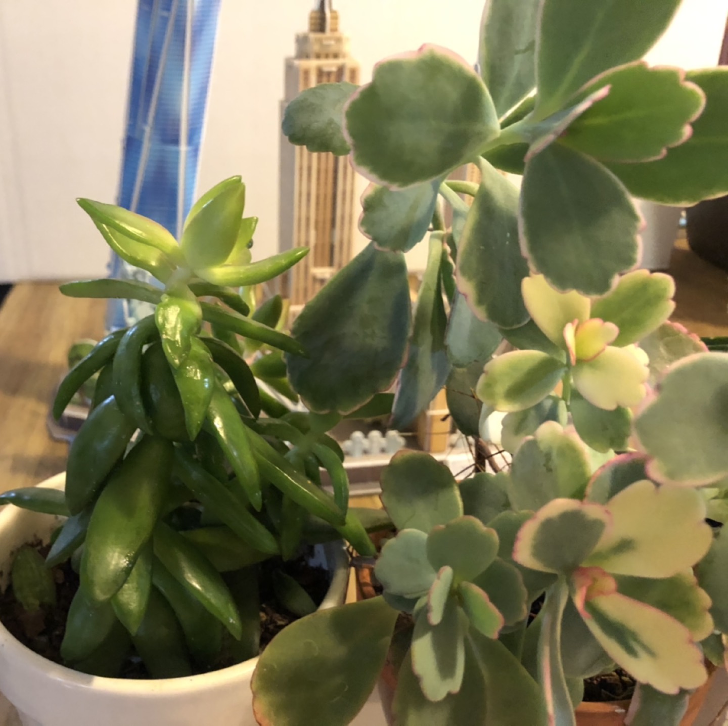 3 pots of beautiful succulent plants - photo 2