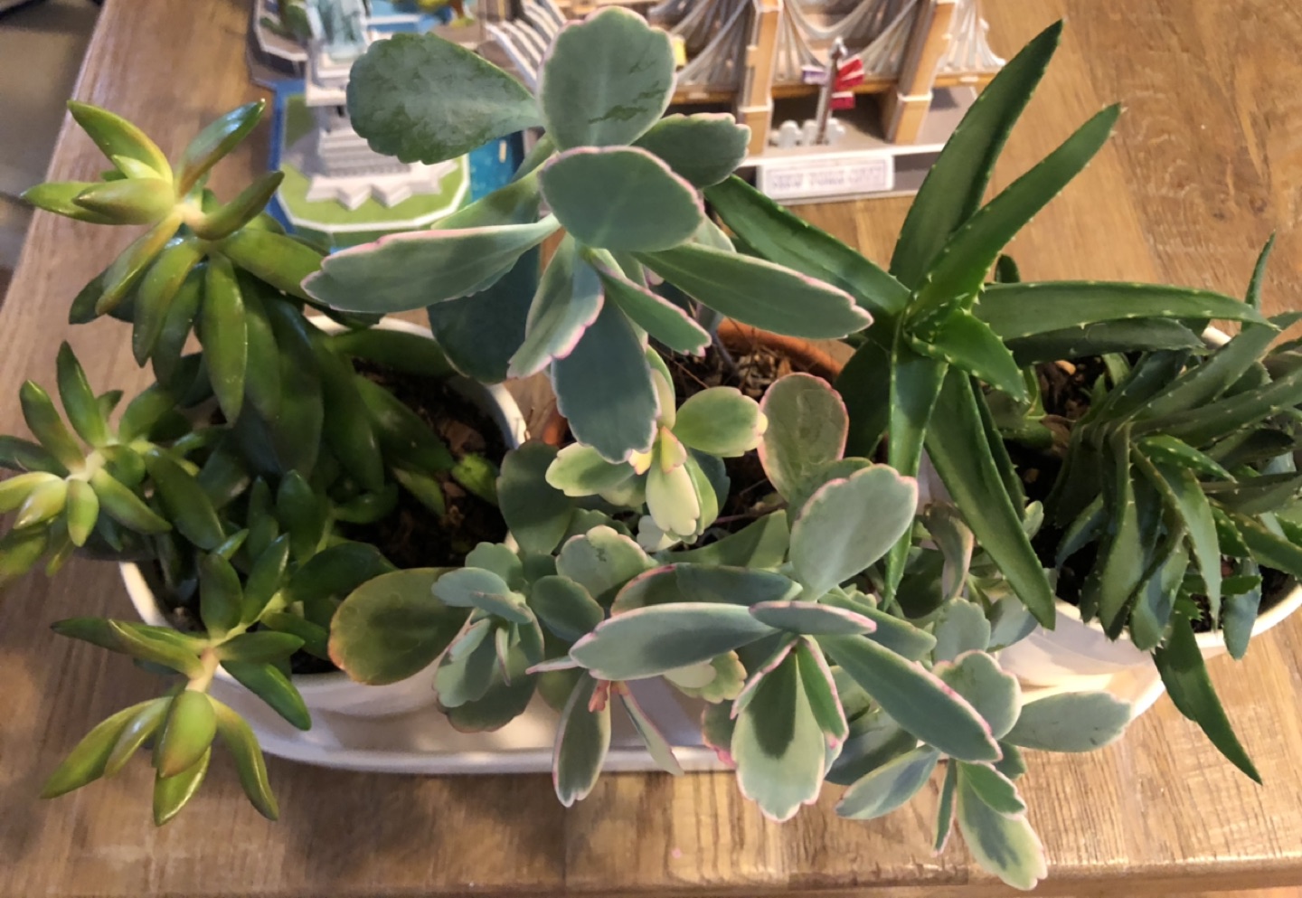 3 pots of beautiful succulent plants - photo 5