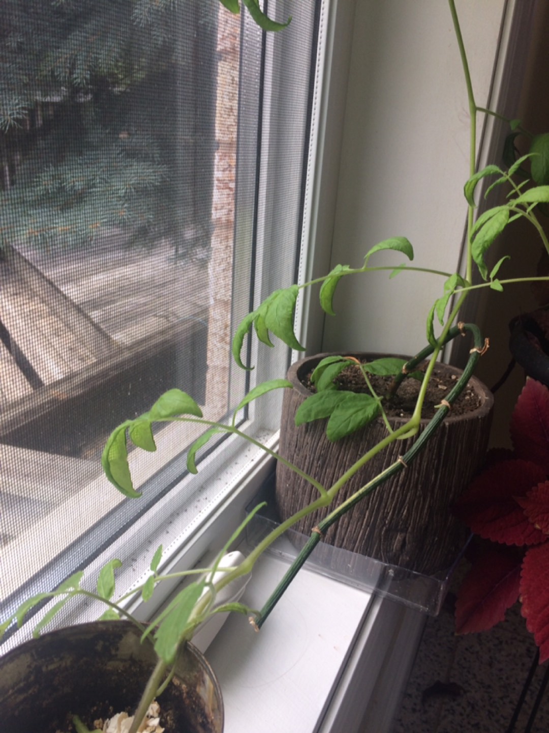 Tomato plant - photo 2