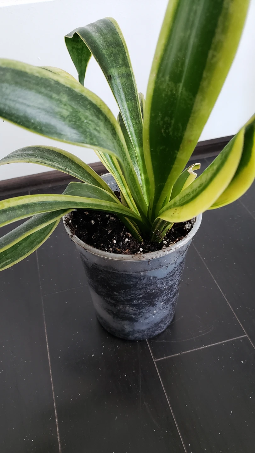 Snake Plant without pot image indicator(2)
