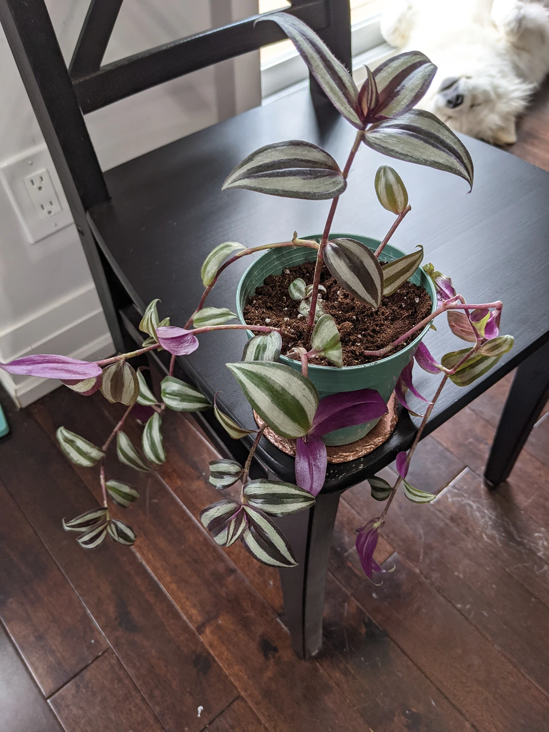 Wandering Jew Plant