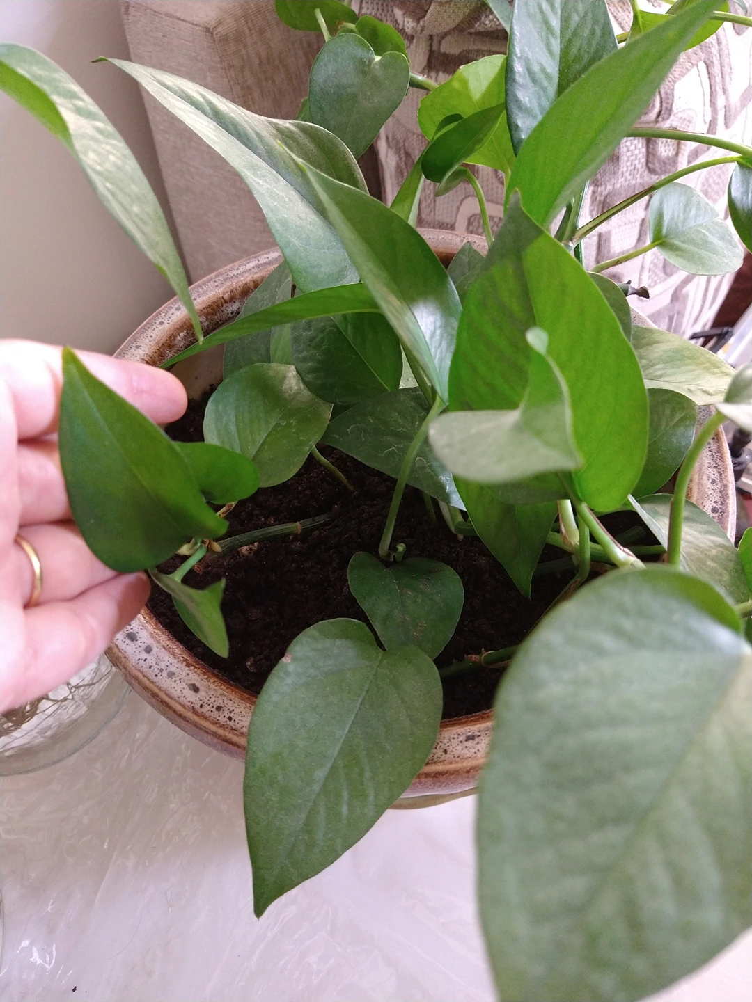 large Pothos plant/ money plant - photo 3