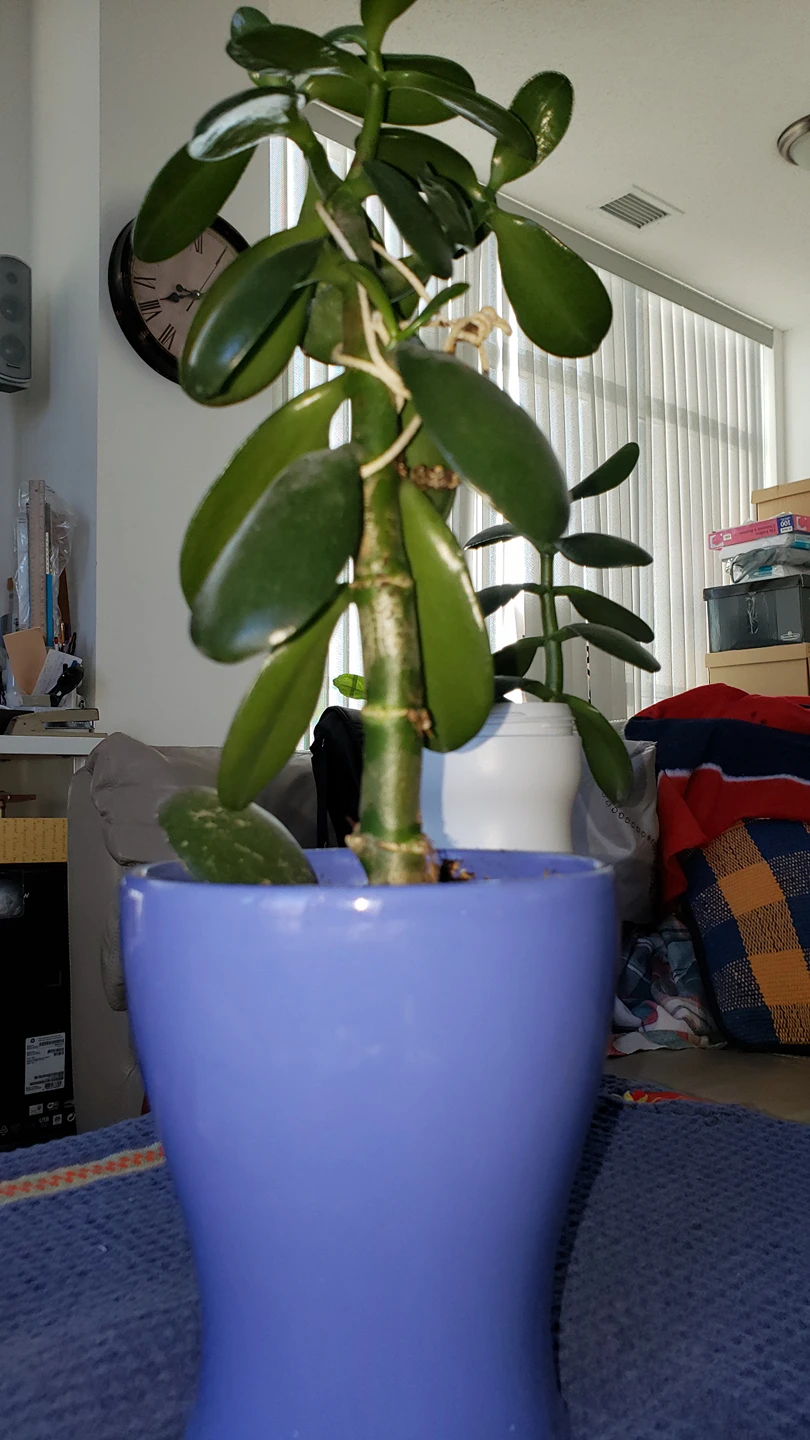 Jade Plant with pot image indicator(2)