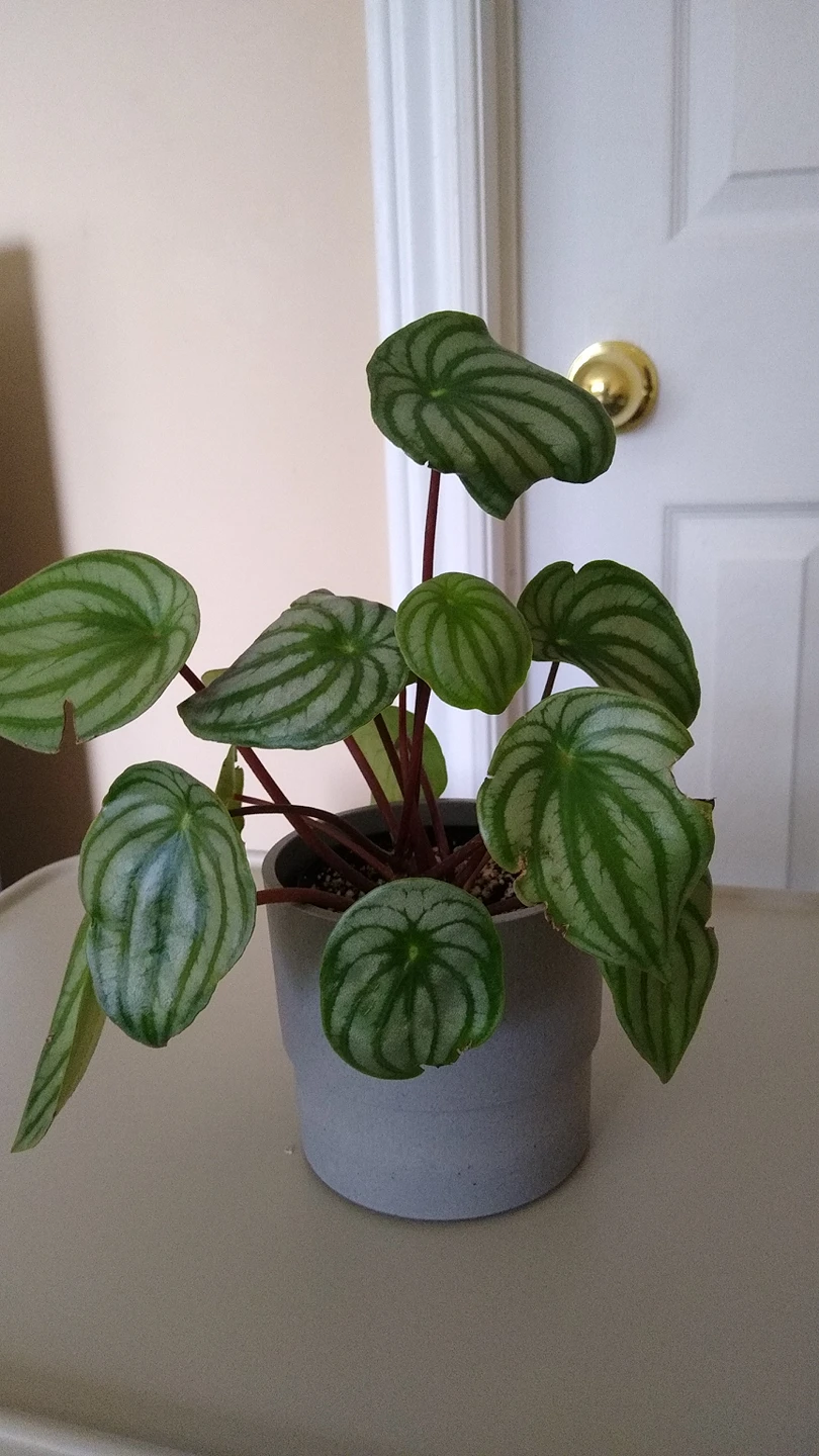 Indoor Plant thumbnail