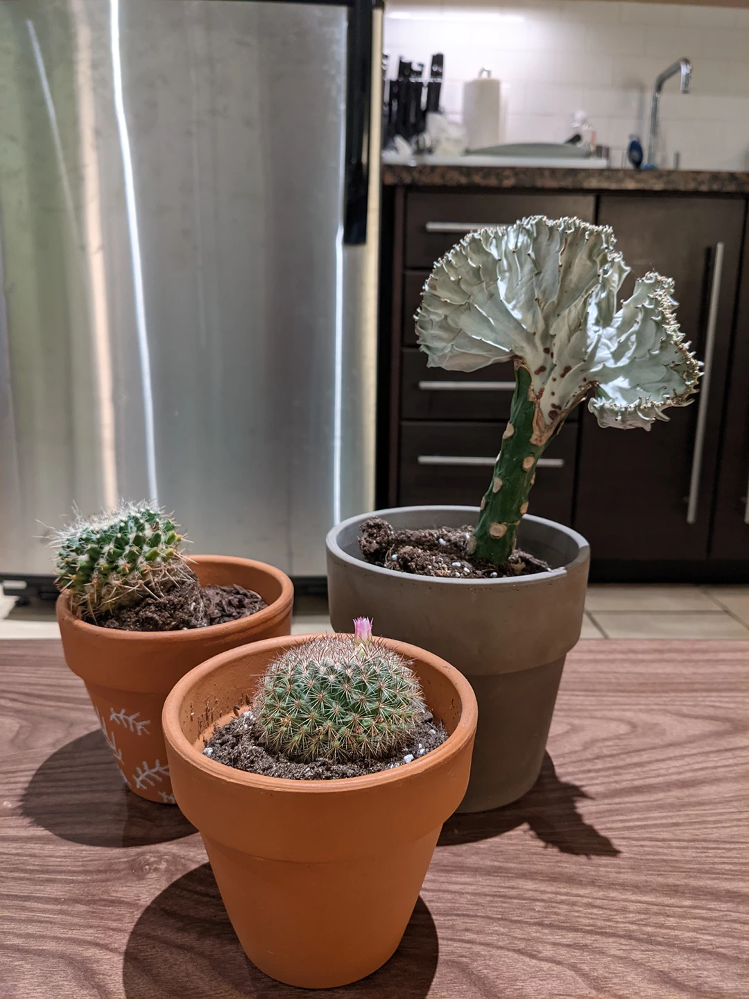 Cactus Plants With Pots thumbnail