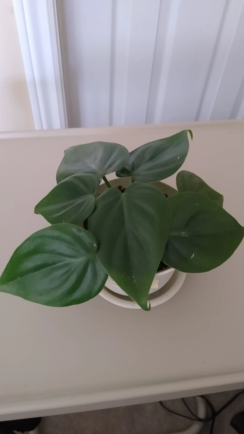 Indoor Plant image indicator(4)