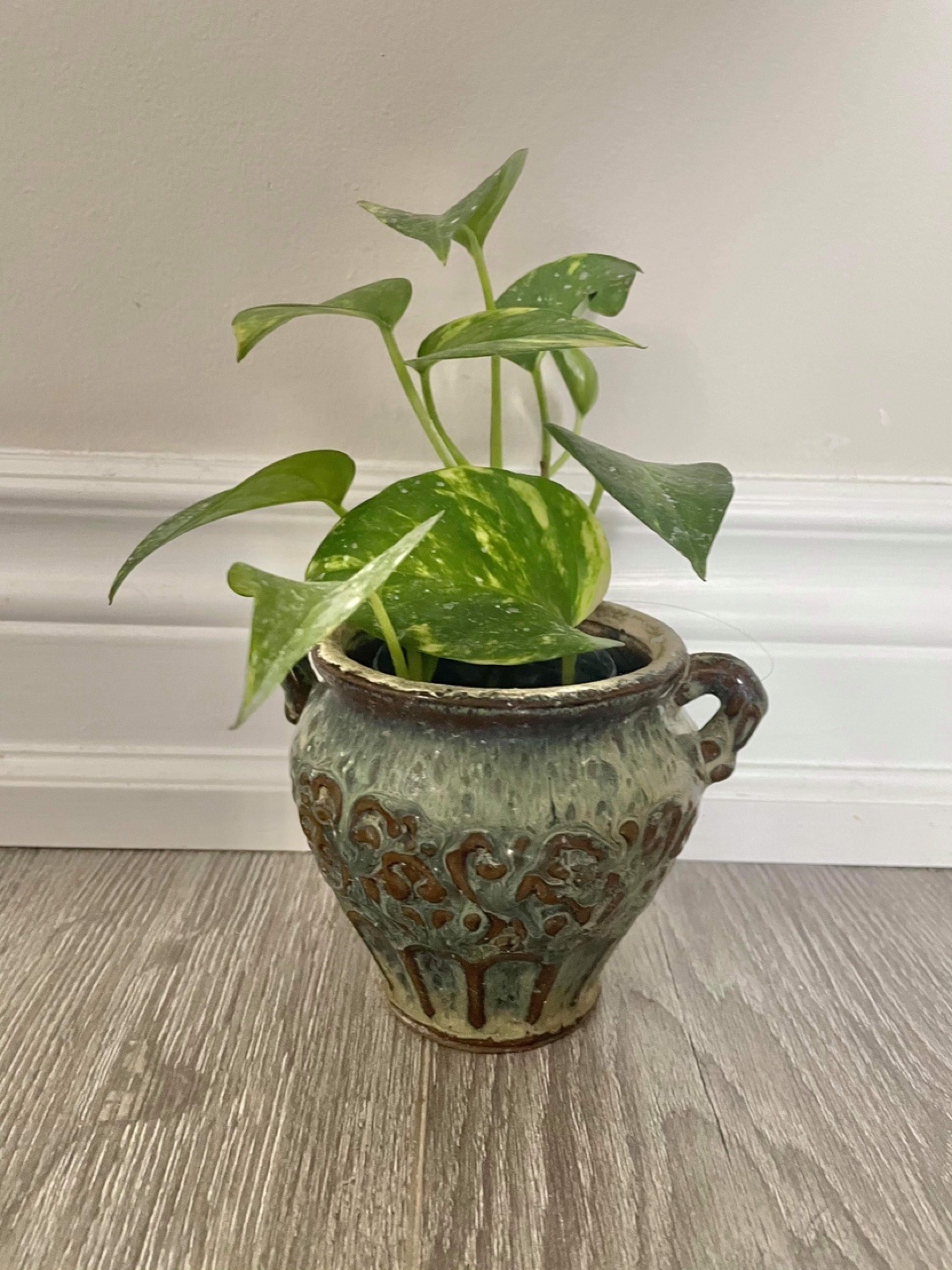 Pothos plant thumbnail
