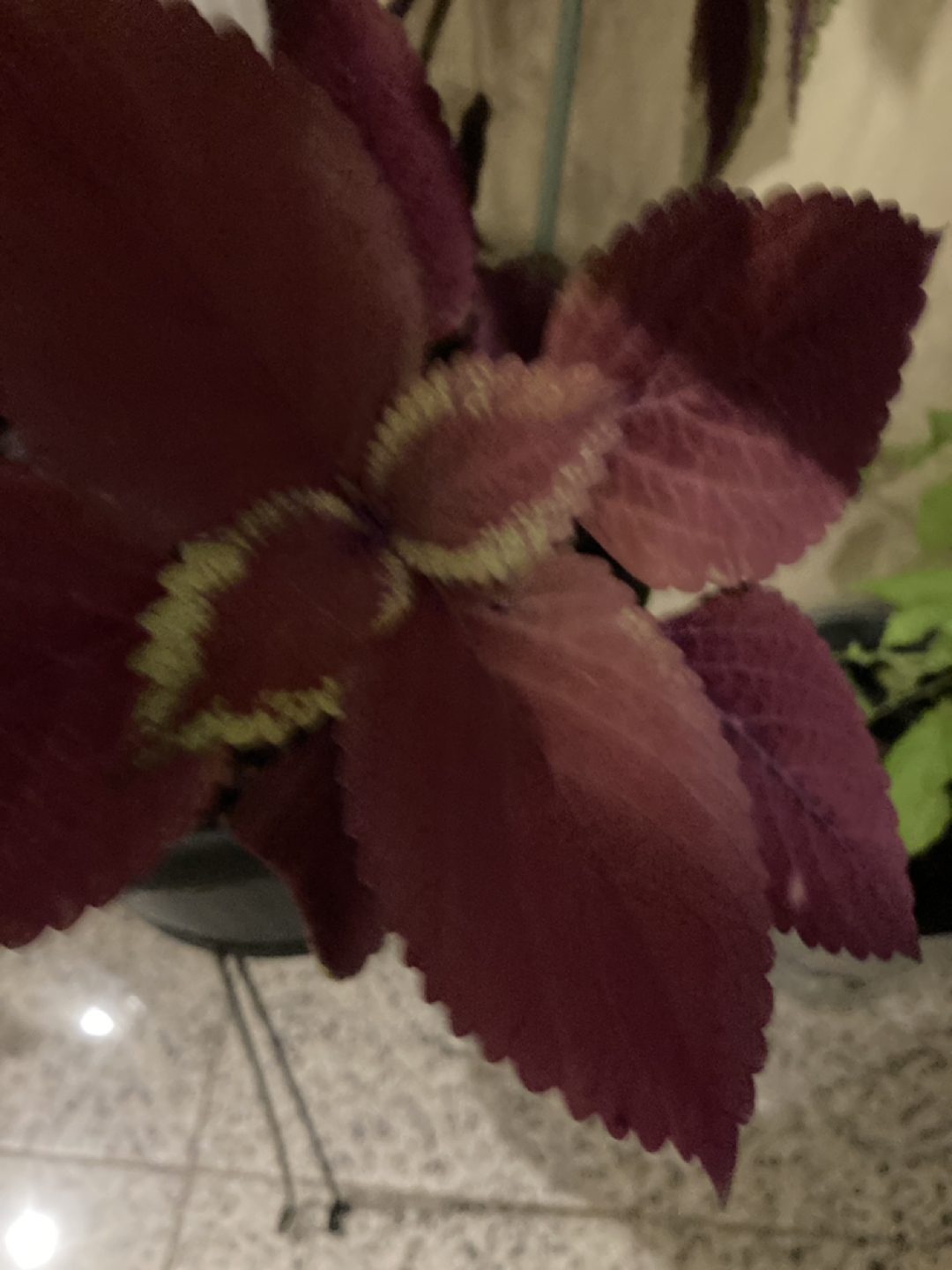 Solenostemon plant - photo 2
