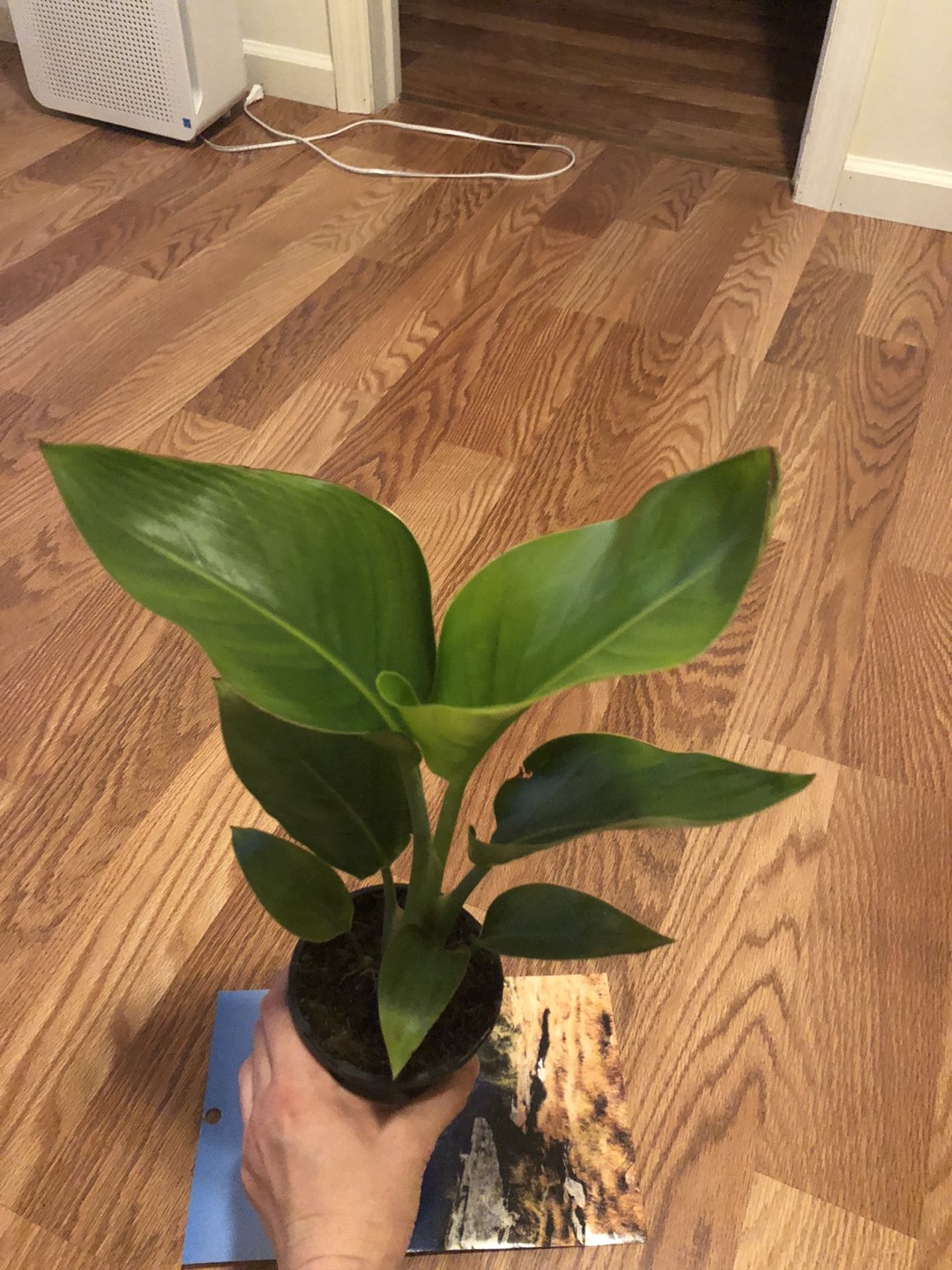 Selling BOP plants 
