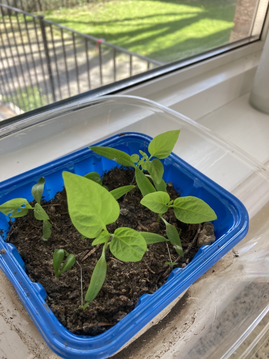 Bell peppers 