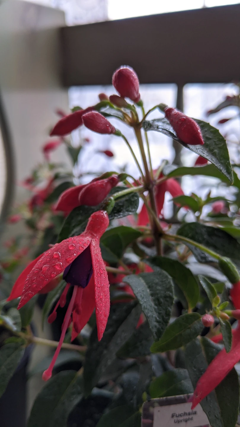 Fuschia plant saplings thumbnail