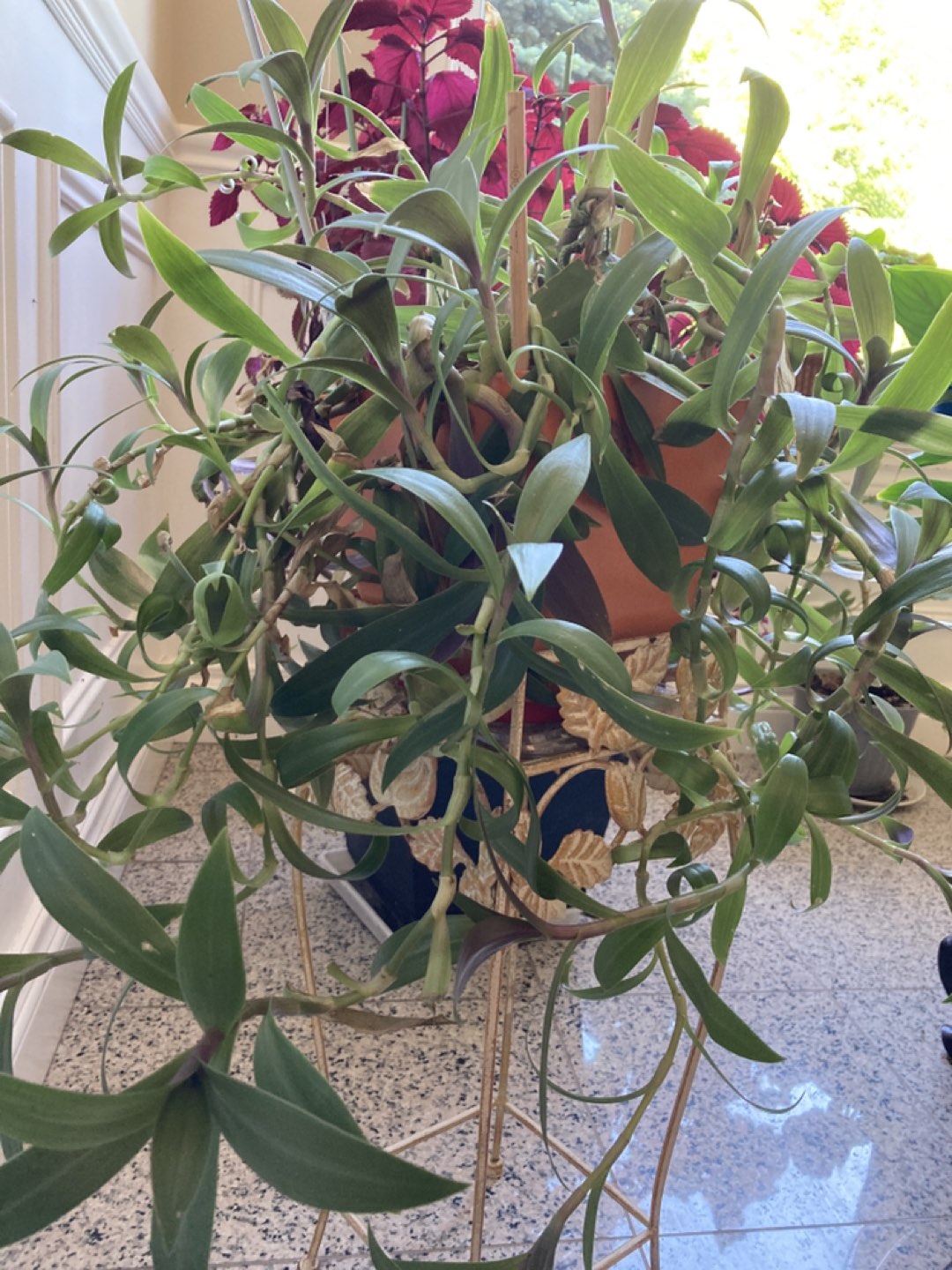 Plant