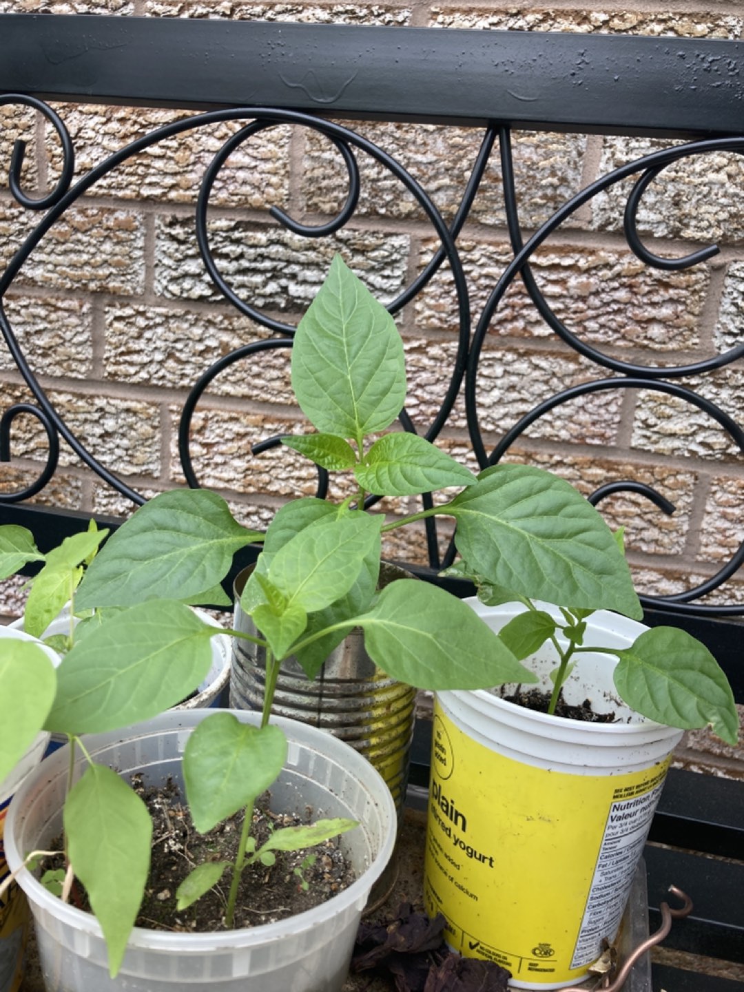 Red bell pepper 