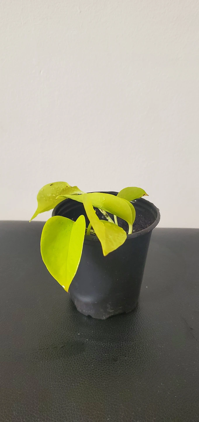 Neon Pothos thumbnail