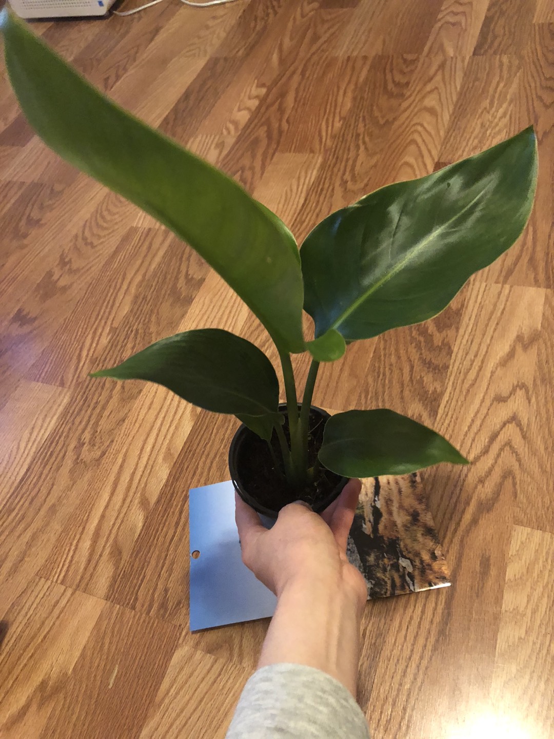 Selling BOP plants  - photo 4