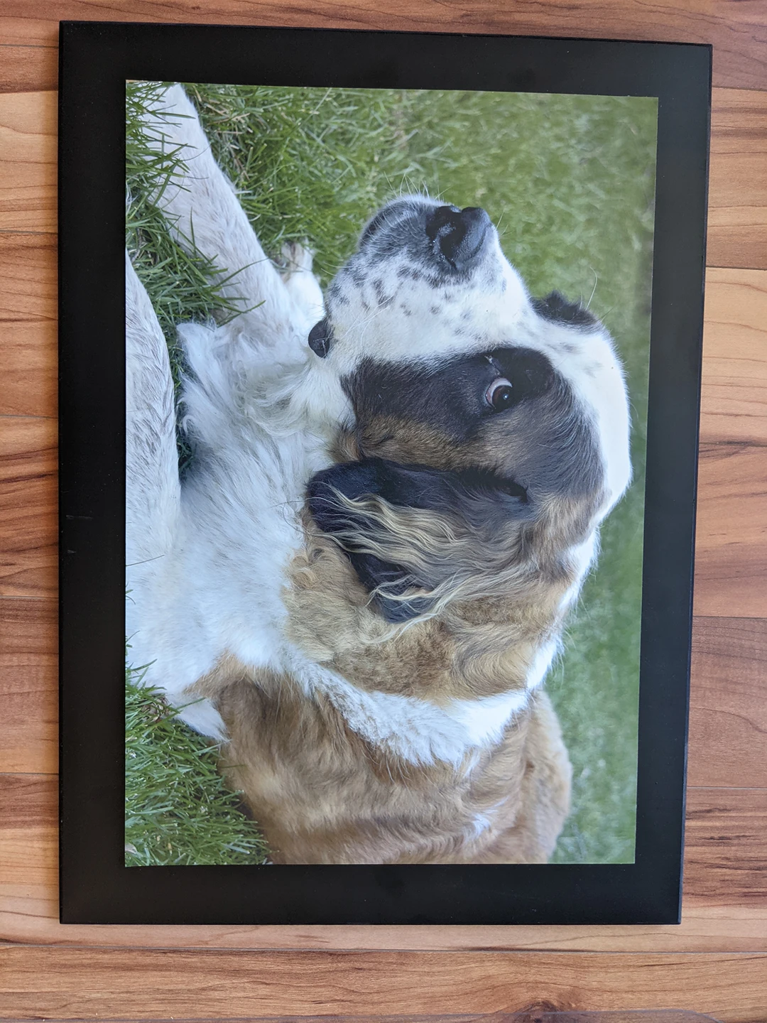 Framed photo of a St. Bernard thumbnail