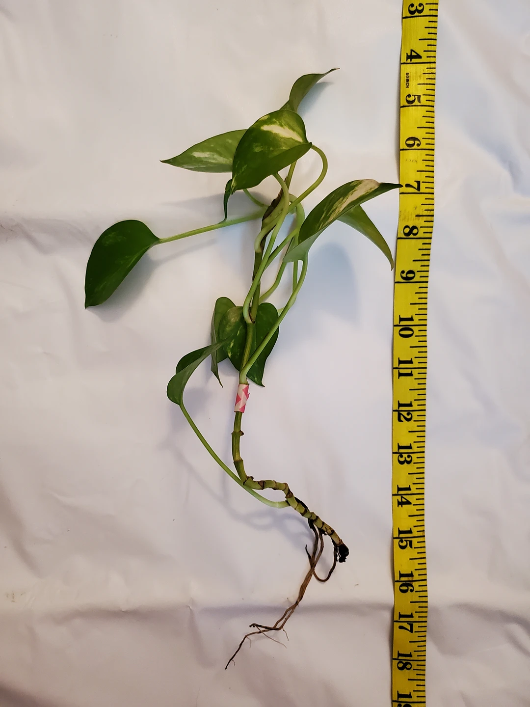 pothos cuttings w/roots - photo 3