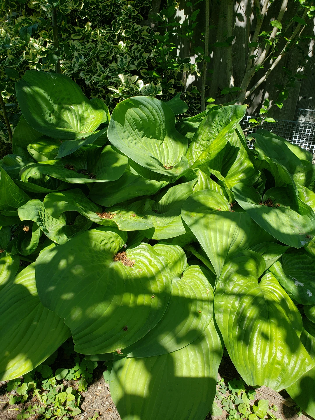 Corfu Lilly - photo 3