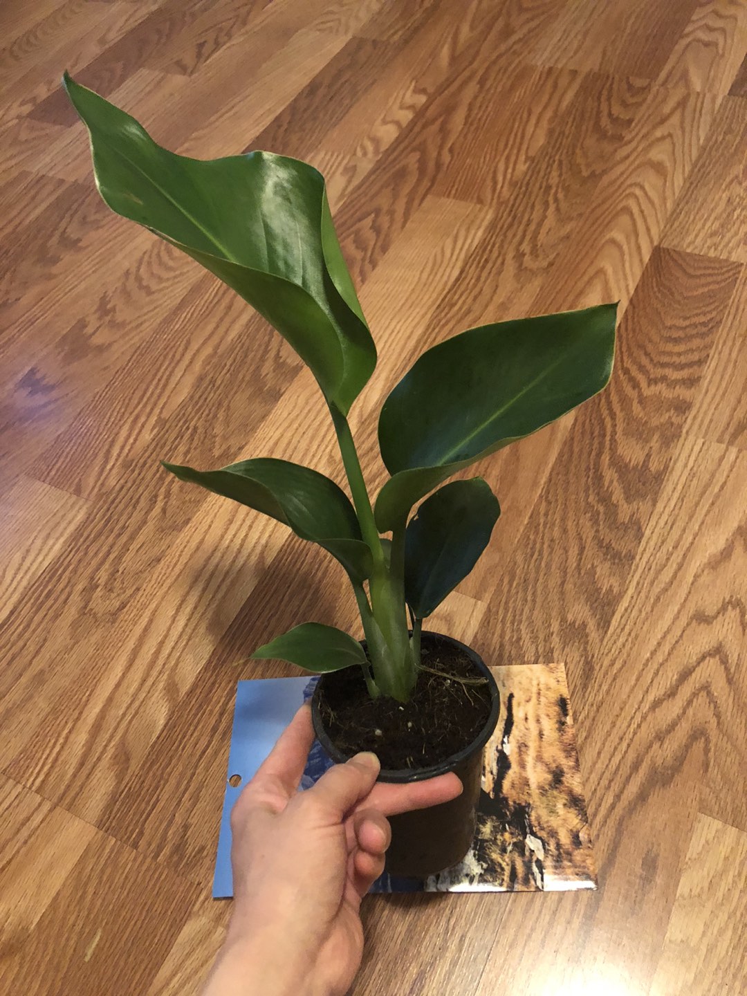 Selling BOP plants  - photo 3
