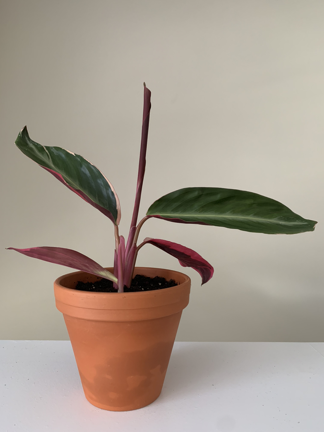 Stromanthe Triostar thumbnail