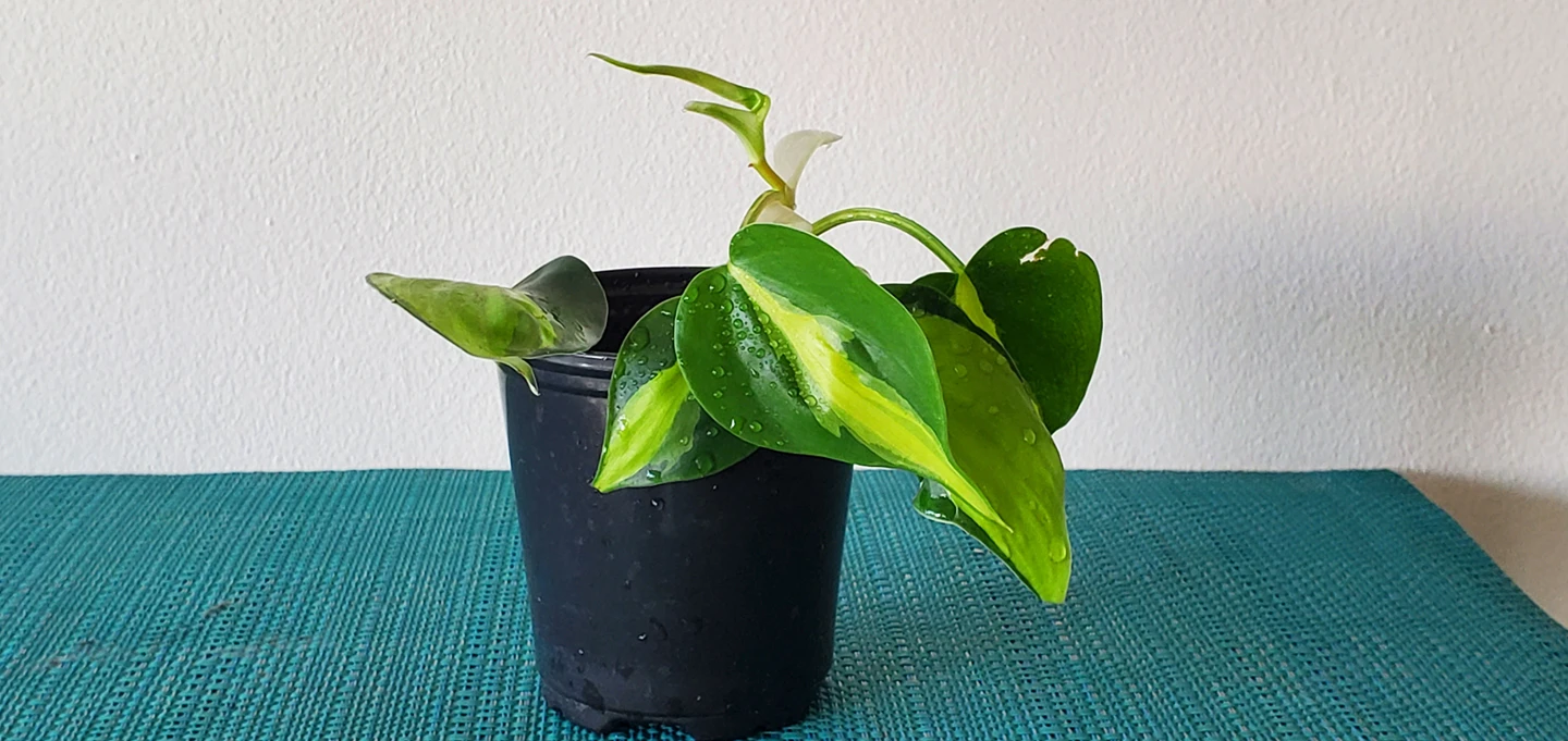 Philodendron Brasil thumbnail