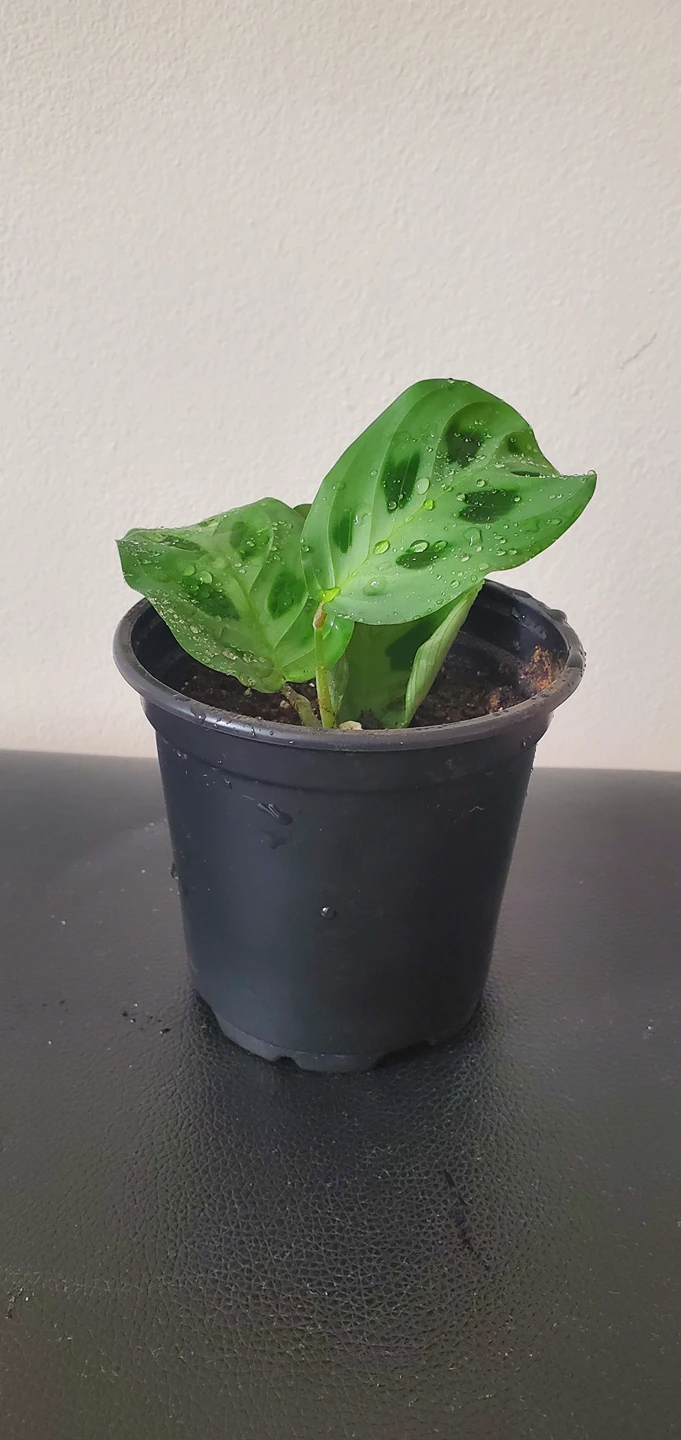 Prayer Plant -  Maranta Leuconeura thumbnail