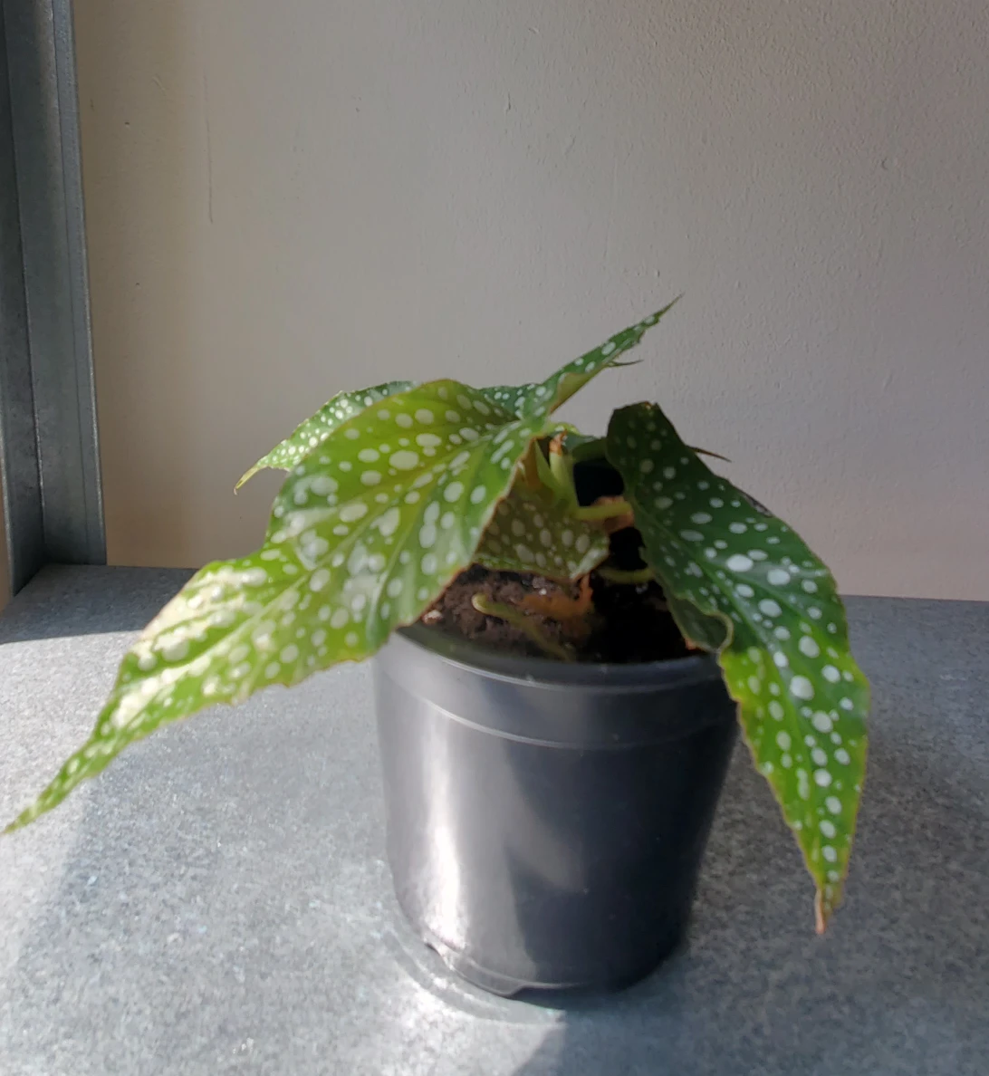 Begonia Maculata thumbnail