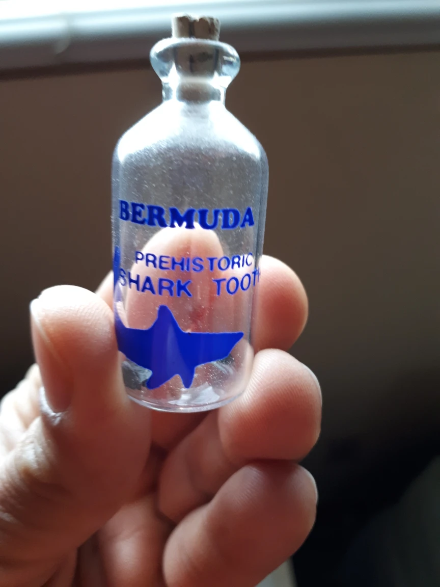 Bermuda Prehistoric Shark Tooth In Bottle thumbnail