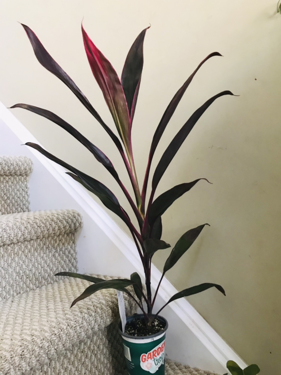 House plant  thumbnail