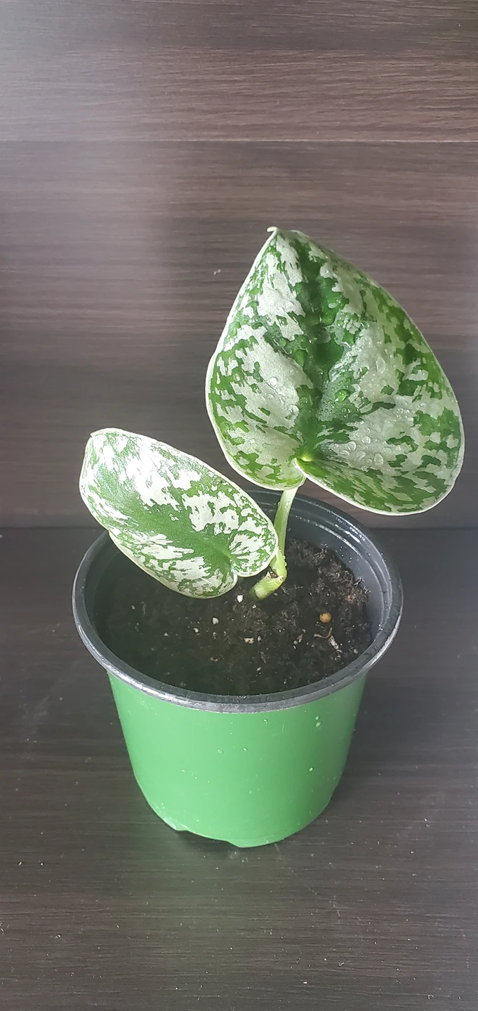 Scindapsus Pictus " Exotica" thumbnail