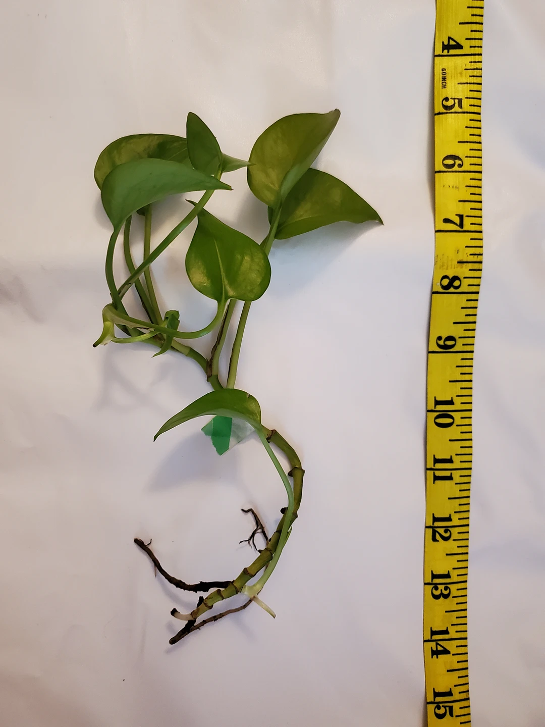 pothos cuttings w/roots - photo 4