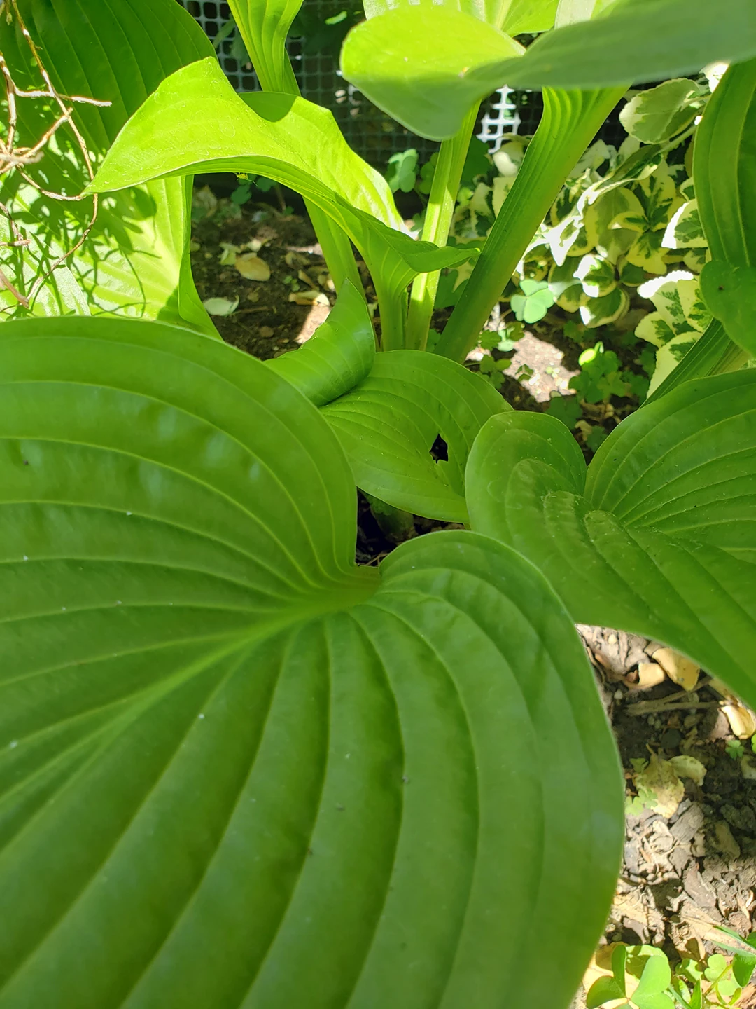 Corfu Lilly - photo 2