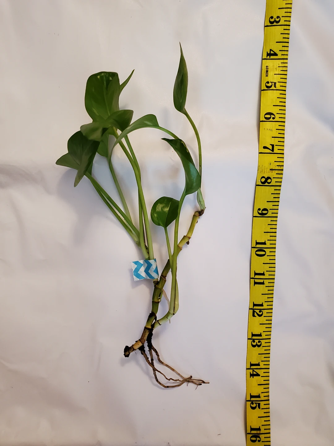 pothos cuttings w/roots - photo 5