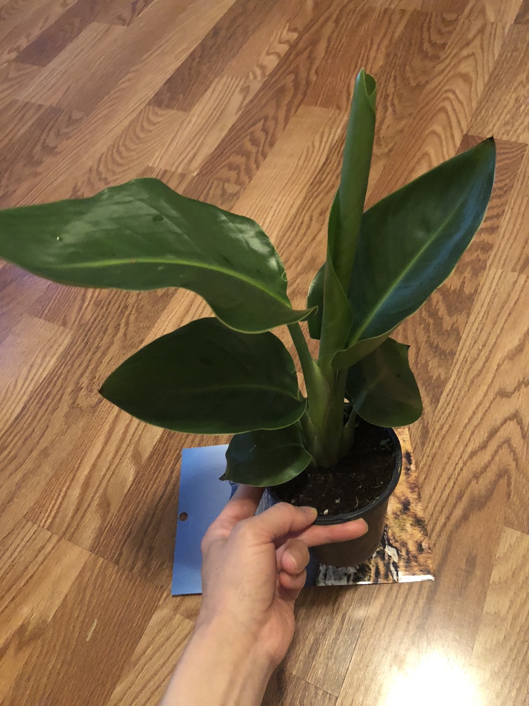 Selling BOP plants  - photo 2