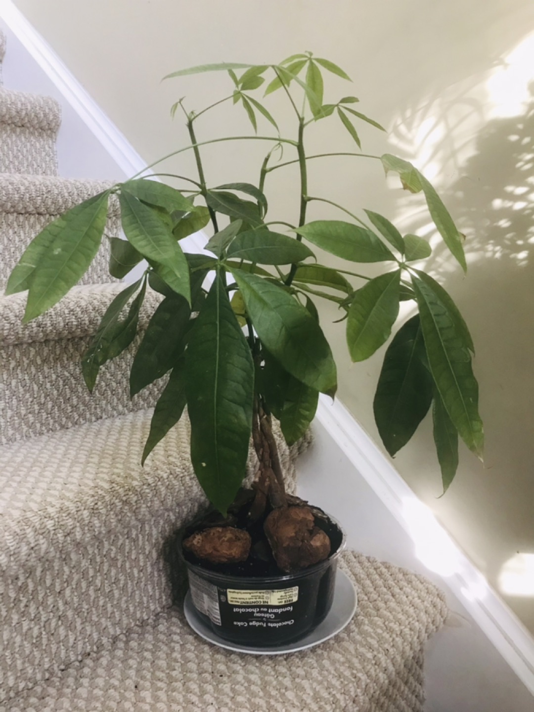 Money tree  thumbnail