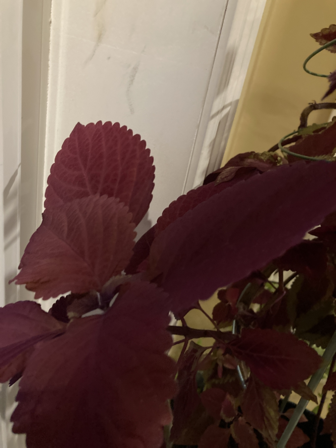 Solenostemon plant