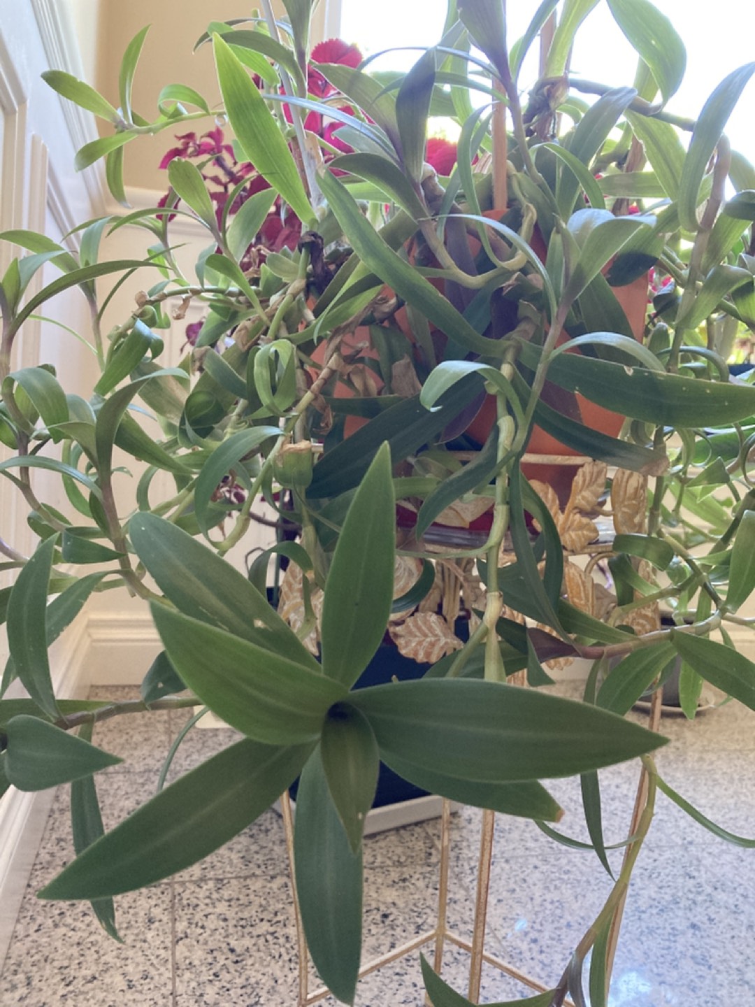 Plant - photo 2